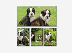 Canvas print wall displays - (1) 40" x 20" & (3) 12" x 18"