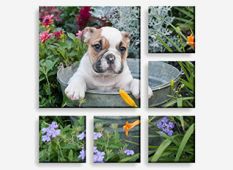 canvas photo prints - (1) 26" x 26" & (5) 12" x 12"